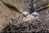 Bubo-virginianus;Great-Horned-Owl-Owl;Nest;Oregon;Smith-Rock-State-Park;chick;ch